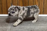 Quinn, a female French Bulldog for sale in Sturgis, MI – 2 of 10