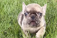 April, a female French Bulldog for sale in Sturgis, MI – 3 of 9