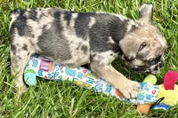Snickers, a male French Bulldog for sale in Sturgis, MI – 3 of 10