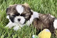 Vail, a female Shih Tzu for sale in Sturgis, MI – 2 of 10
