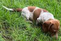 Martha , a female Dachshund for sale in Sturgis, MI – 3 of 5
