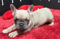 Wendy, a female French Bulldog for sale in Sturgis, MI – 8 of 10