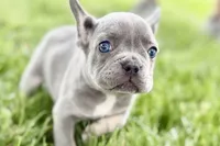 Twila, a female French Bulldog for sale in Sturgis, MI – 3 of 9
