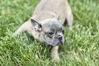 Elvis, a male French Bulldog for sale in Sturgis, MI – 9 of 10