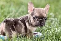 April, a female French Bulldog for sale in Sturgis, MI – 1 of 9