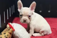 Dell , a male French Bulldog for sale in Sturgis, MI – 4 of 10