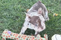 Albert, a  French Bulldog for sale in Sturgis, MI – 8 of 10