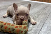 Prancer, a male French Bulldog for sale in Sturgis, MI – 6 of 9