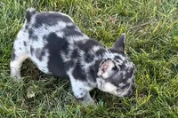 Calvin, a male French Bulldog for sale in Sturgis, MI – 8 of 10
