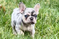 Koda, a male French Bulldog for sale in Sturgis, MI – 4 of 10