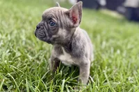 Sophie, a female French Bulldog for sale in Sturgis, MI – 4 of 10