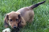 Moya , a female Dachshund for sale in Sturgis, MI – 1 of 10
