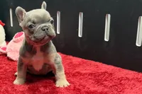 Willow, a female French Bulldog for sale in Sturgis, MI – 8 of 10