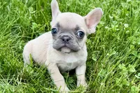 Jade, a female French Bulldog for sale in Sturgis, MI – 7 of 9