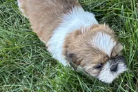 Ivona , a female Shih Tzu for sale in Sturgis, MI – 6 of 7