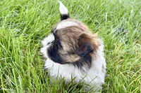 Vivi, a female Shih Tzu for sale in Sturgis, MI – 3 of 10