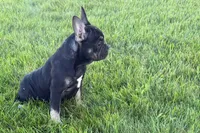 Tubby, a female French Bulldog for sale in Sturgis, MI – 4 of 9