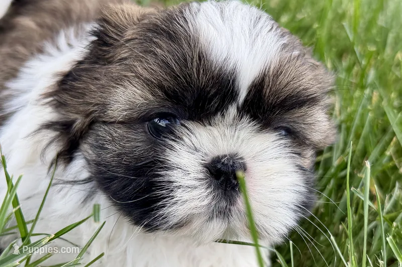 Vail – Shih Tzu puppy for sale in Sturgis, MI