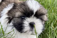 Vail, a female Shih Tzu for sale in Sturgis, MI – 1 of 10