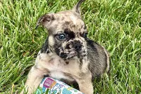 Snickers, a male French Bulldog for sale in Sturgis, MI – 9 of 10