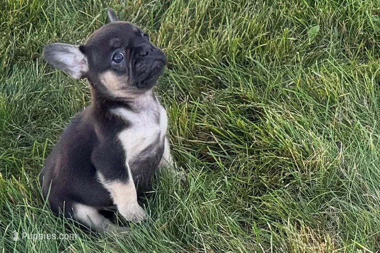 Coco – French Bulldog puppy for sale in Sturgis, MI
