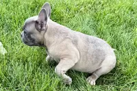 Elvis, a male French Bulldog for sale in Sturgis, MI – 10 of 10