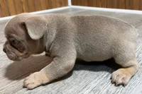 Pistol, a male French Bulldog for sale in Sturgis, MI – 7 of 10