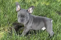 Neil, a male French Bulldog for sale in Sturgis, MI – 6 of 7