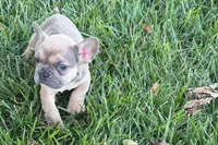 Naomi, a female French Bulldog for sale in Sturgis, MI – 7 of 7