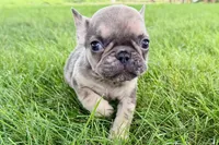 April, a female French Bulldog for sale in Sturgis, MI – 9 of 9