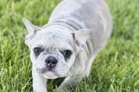 Charlotte, a female French Bulldog for sale in Sturgis, MI – 8 of 10