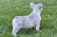 Charlotte, a female French Bulldog for sale in Sturgis, MI – 3 of 10
