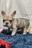 Charlotte, a female French Bulldog for sale in Sturgis, MI – Photo 4 of 7