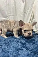 Charlotte, a female French Bulldog for sale in Sturgis, MI – Photo 7 of 7