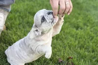 Charlotte, a female French Bulldog for sale in Sturgis, MI – 9 of 10