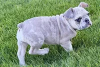 Charlotte, a female French Bulldog for sale in Sturgis, MI – 2 of 10