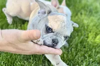 Charlotte, a female French Bulldog for sale in Sturgis, MI – 6 of 10