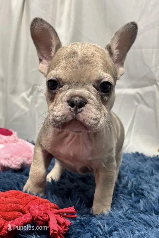 Charlotte – French Bulldog puppy for sale in Sturgis, MI