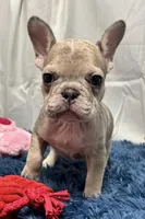 Charlotte, a female French Bulldog for sale in Sturgis, MI – Photo 1 of 7