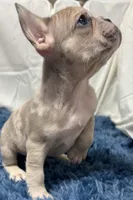 Charlotte, a female French Bulldog for sale in Sturgis, MI – Photo 5 of 7