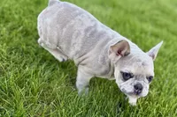 Charlotte, a female French Bulldog for sale in Sturgis, MI – 7 of 10