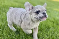 Charlotte, a female French Bulldog for sale in Sturgis, MI – 5 of 10