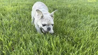 Charlotte, a female French Bulldog for sale in Sturgis, MI – 10 of 10