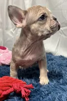 Charlotte, a female French Bulldog for sale in Sturgis, MI – Photo 3 of 7