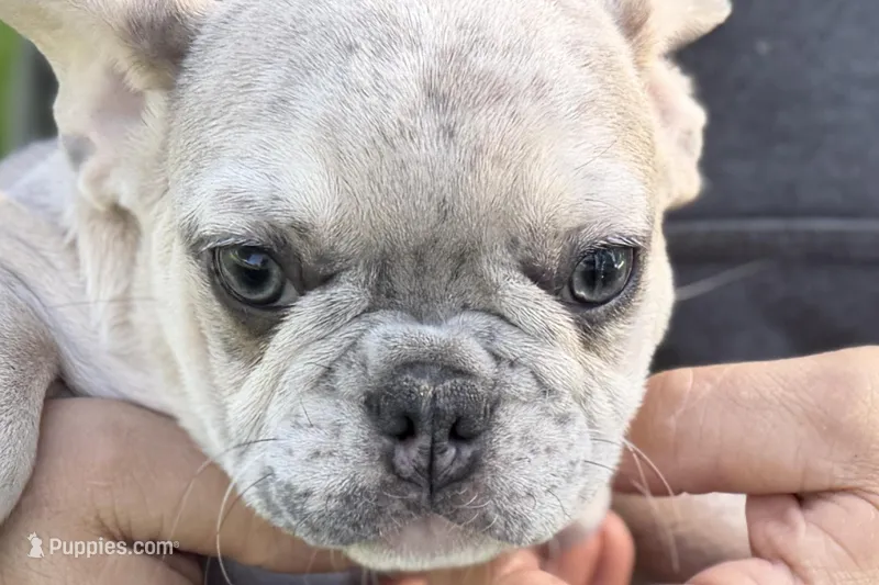 Charlotte – French Bulldog puppy for sale in Sturgis, MI