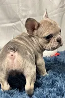 Charlotte, a female French Bulldog for sale in Sturgis, MI – Photo 2 of 7