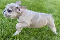 Charlotte, a female French Bulldog for sale in Sturgis, MI – 4 of 10