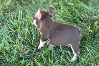 Akeem, a male French Bulldog for sale in Sturgis, MI – 9 of 10