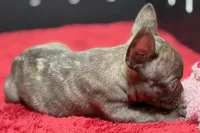 Dexter, a male French Bulldog for sale in Sturgis, MI – 7 of 10
