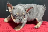 Nova, a female French Bulldog for sale in Sturgis, MI – 3 of 9